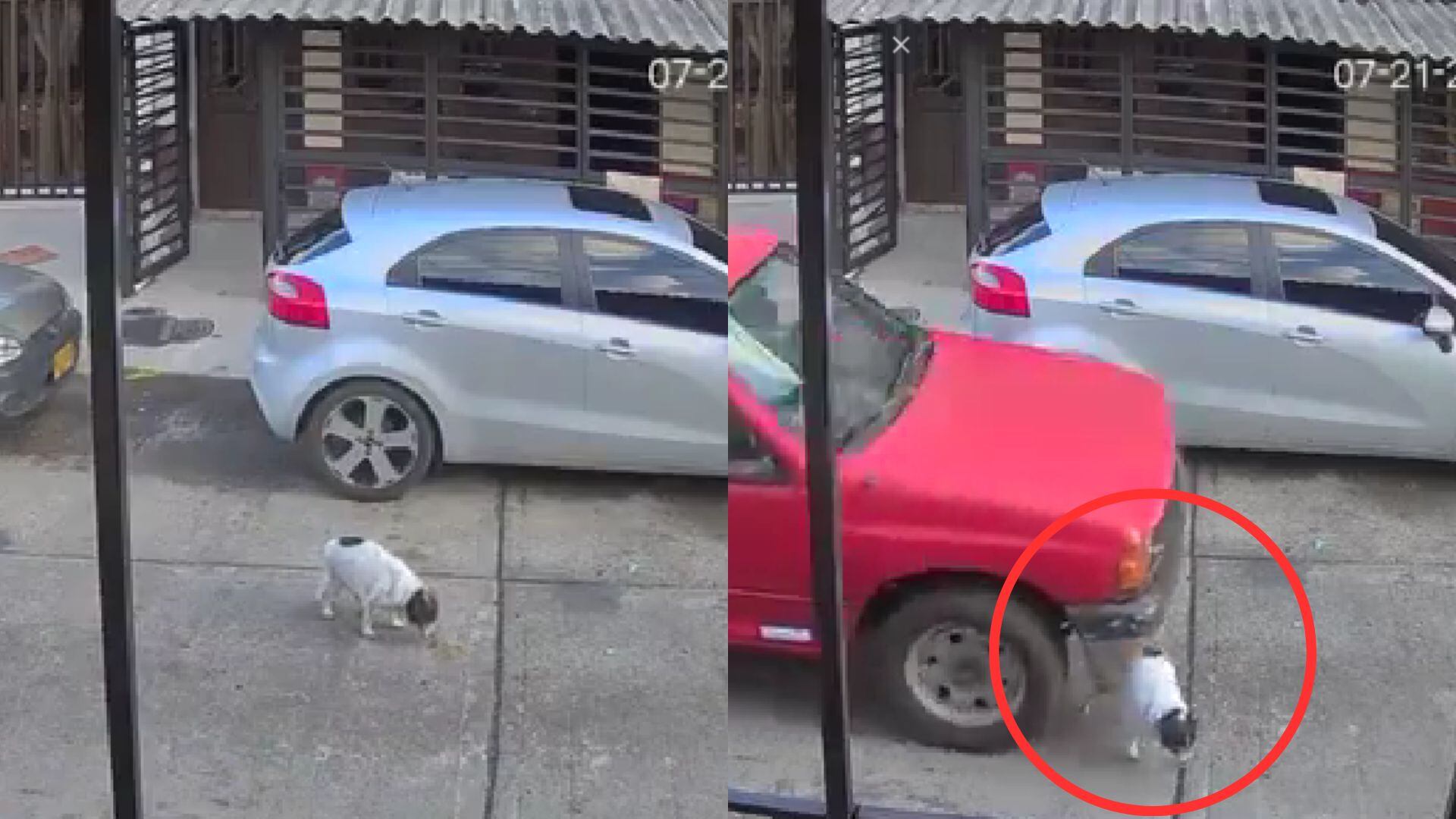 Perrito es atropellado por camioneta