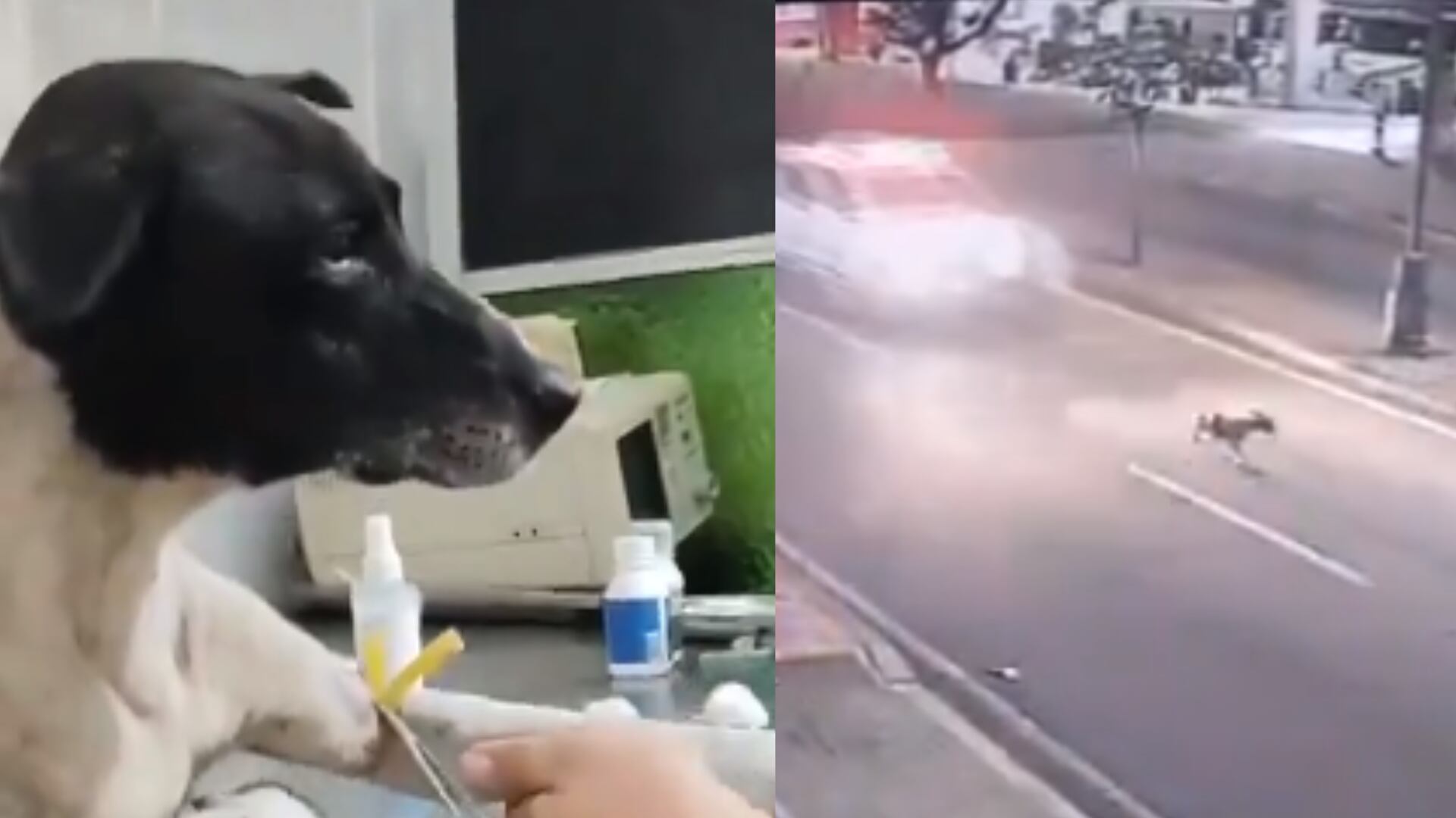 Patrulla militar atropelló a perrita de la calle y huyó del lugar: ¿qué dijo el Ejército?
