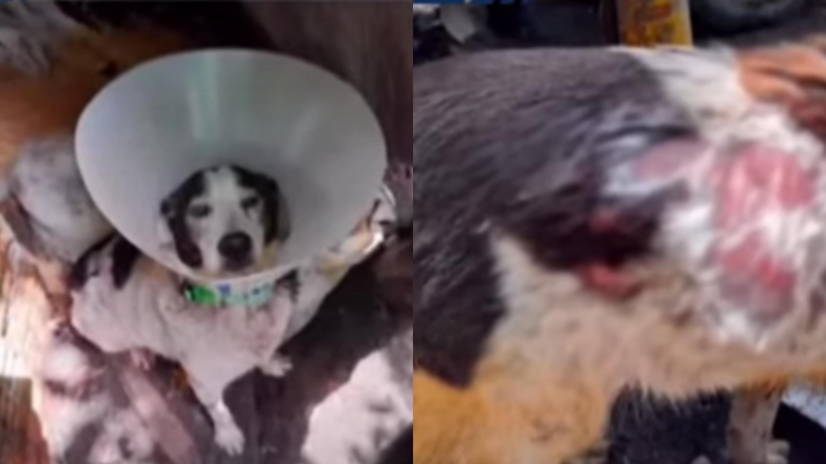 Un hombre le lanzó agua hirviendo a un perro.