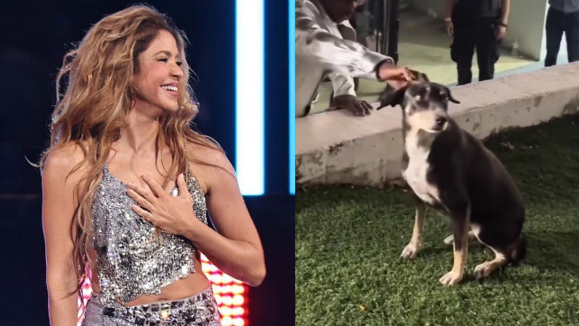 Shakira fue acompañada en su concierto por ‘perrito’ callejero; la tierna reacción del can es viral