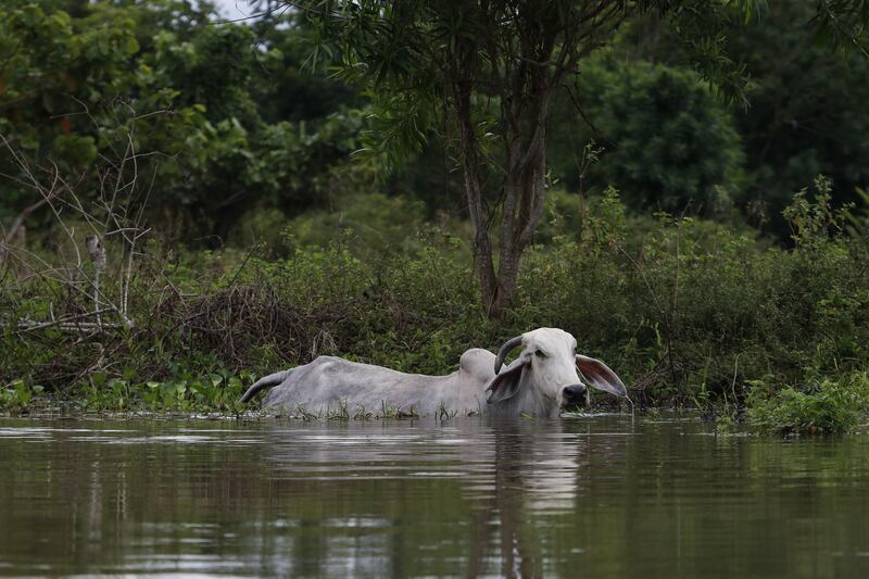 Ciénaga de Ayapel, en Córdoba, zona que hace parte del sistema hídrico de La Mojana, al norte de Colombia.