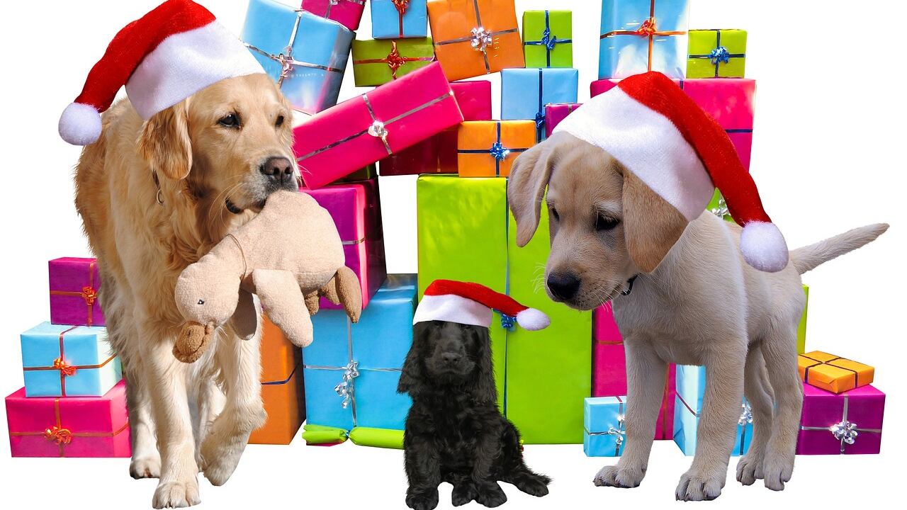 Cuáles son los mejores regalos para perros en Navidad.