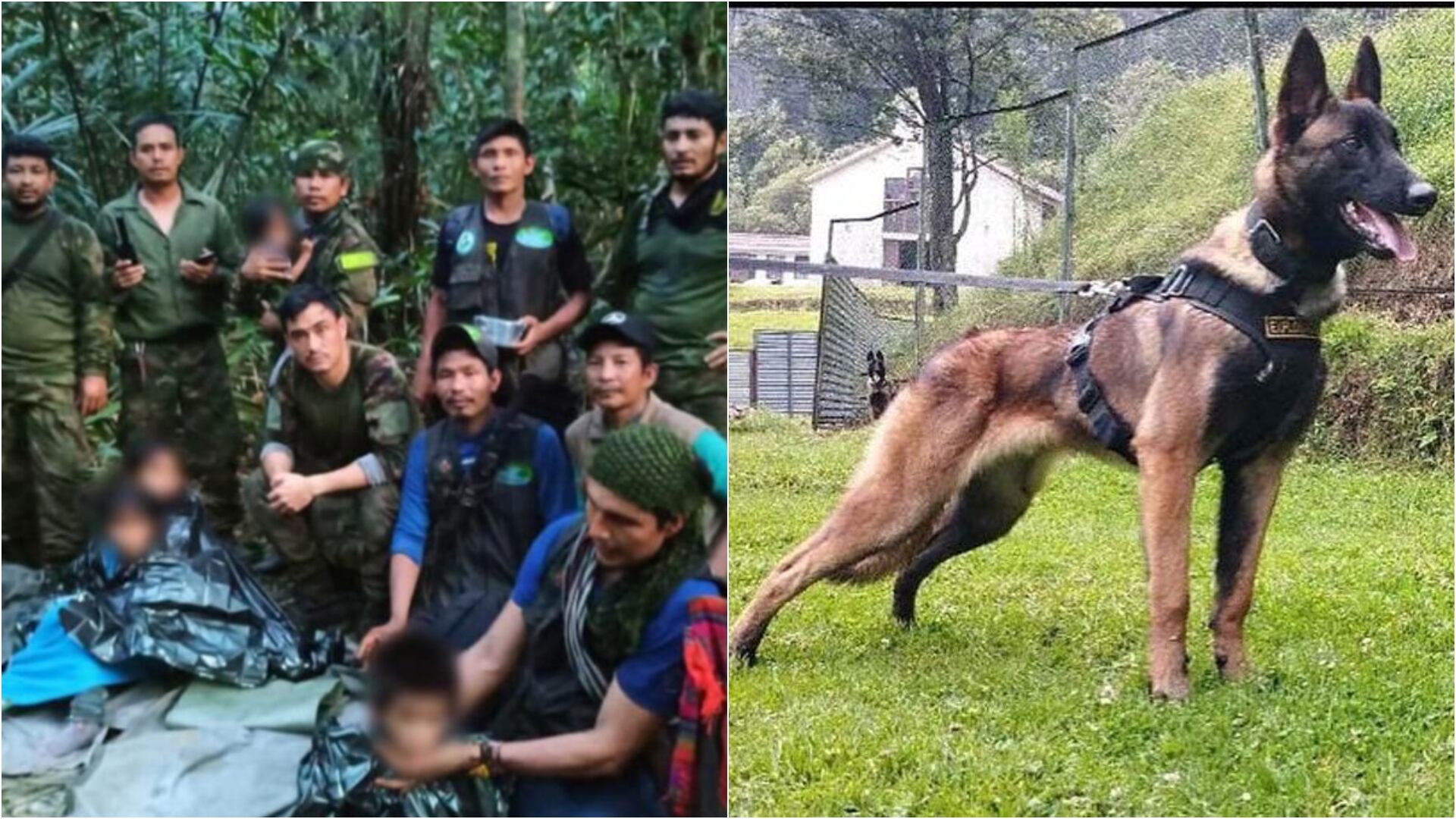 Hermanos Mucutuy, sobrevivientes a accidente aéreo en la selva, niegan haber conocido a Wilson, perro del Ejército (Ejército Nacional)
