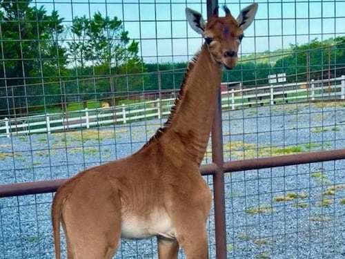 Nace la jirafa más rara del mundo: no tiene manchas