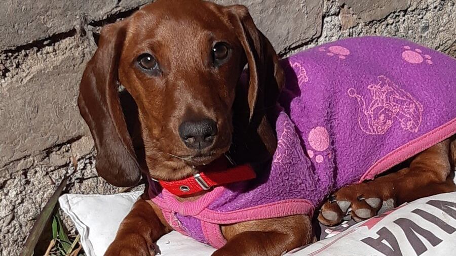 Una perrita se tomó la mitad de una lata de cerveza