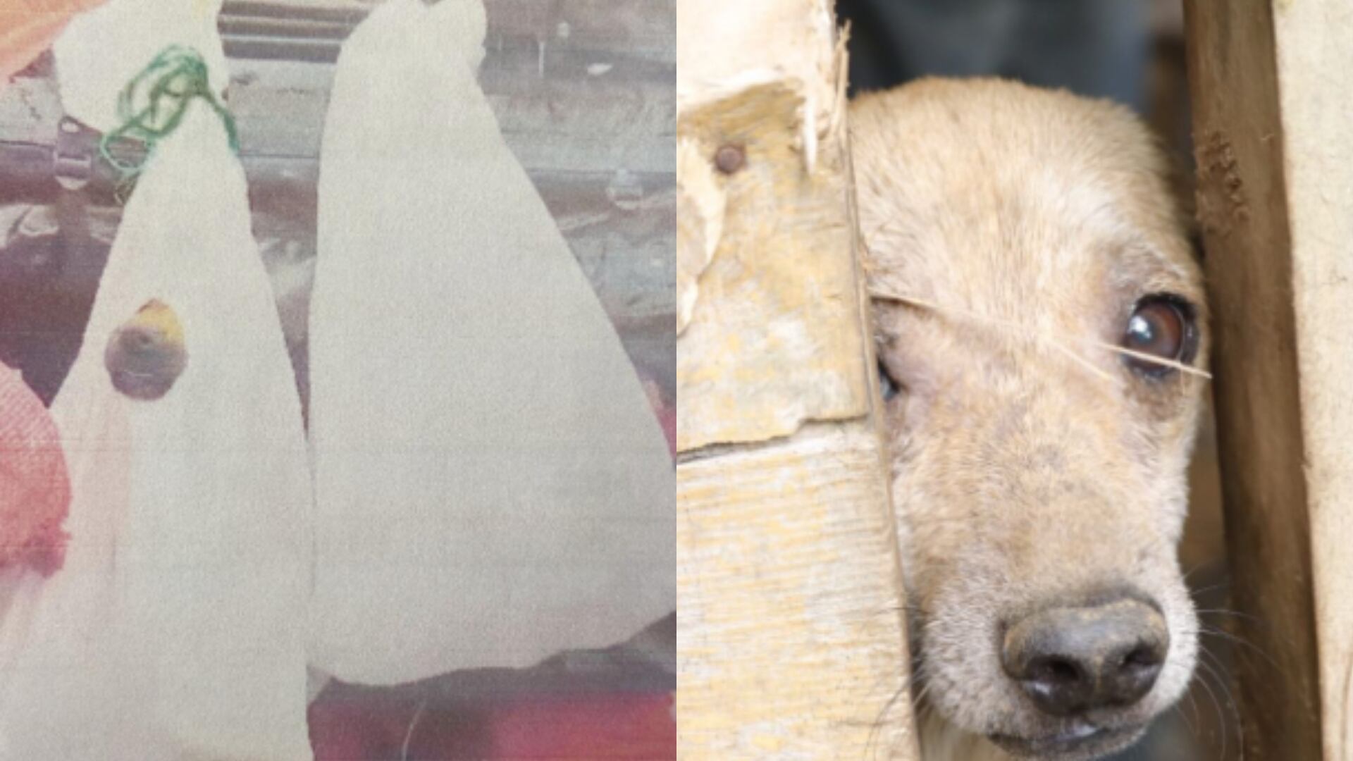 Fiscalía judicializa a dos hombres señalados de cometer actos de maltrato animal.