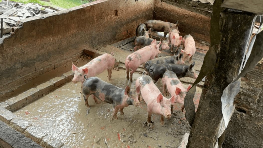 CAR suspendió operación porcícola en la Calera por malos olores y vertimientos sin permiso