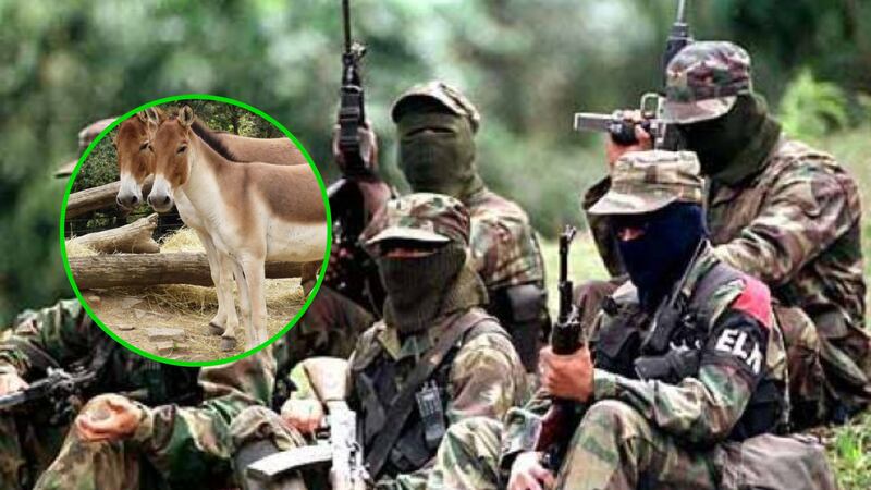 El horror del “burro bomba” regresa: el cruel historial de ocho atentados usando animales cargados con explosivos