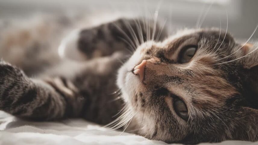 Los gatos son muy independientes y silenciosos