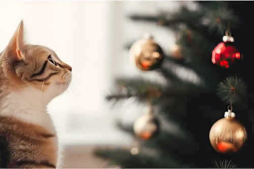 Se reportaron más de 115 animales afectados por la pólvora durante la noche de Navidad en Bogotá