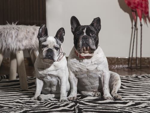 Guía básica nutricional para prevenir enfermedades respiratorias en los perros de hocico corto