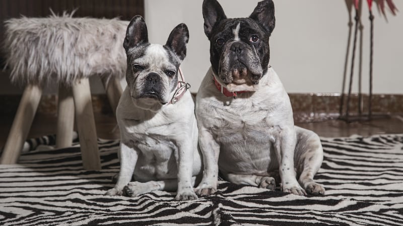 Guía básica nutricional para prevenir enfermedades respiratorias en los perros de hocico corto