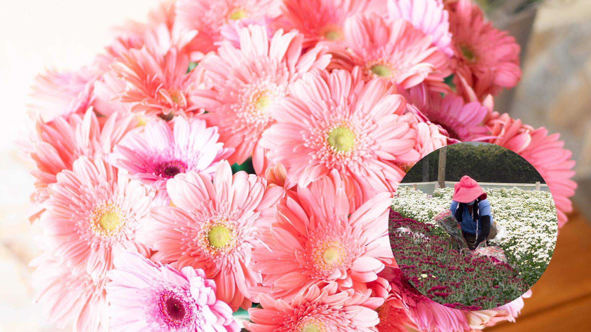 Flores colombianas en Estados Unidos.