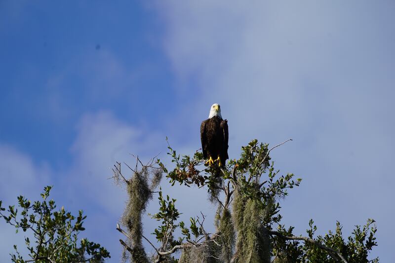 Planes de naturaleza en Florida