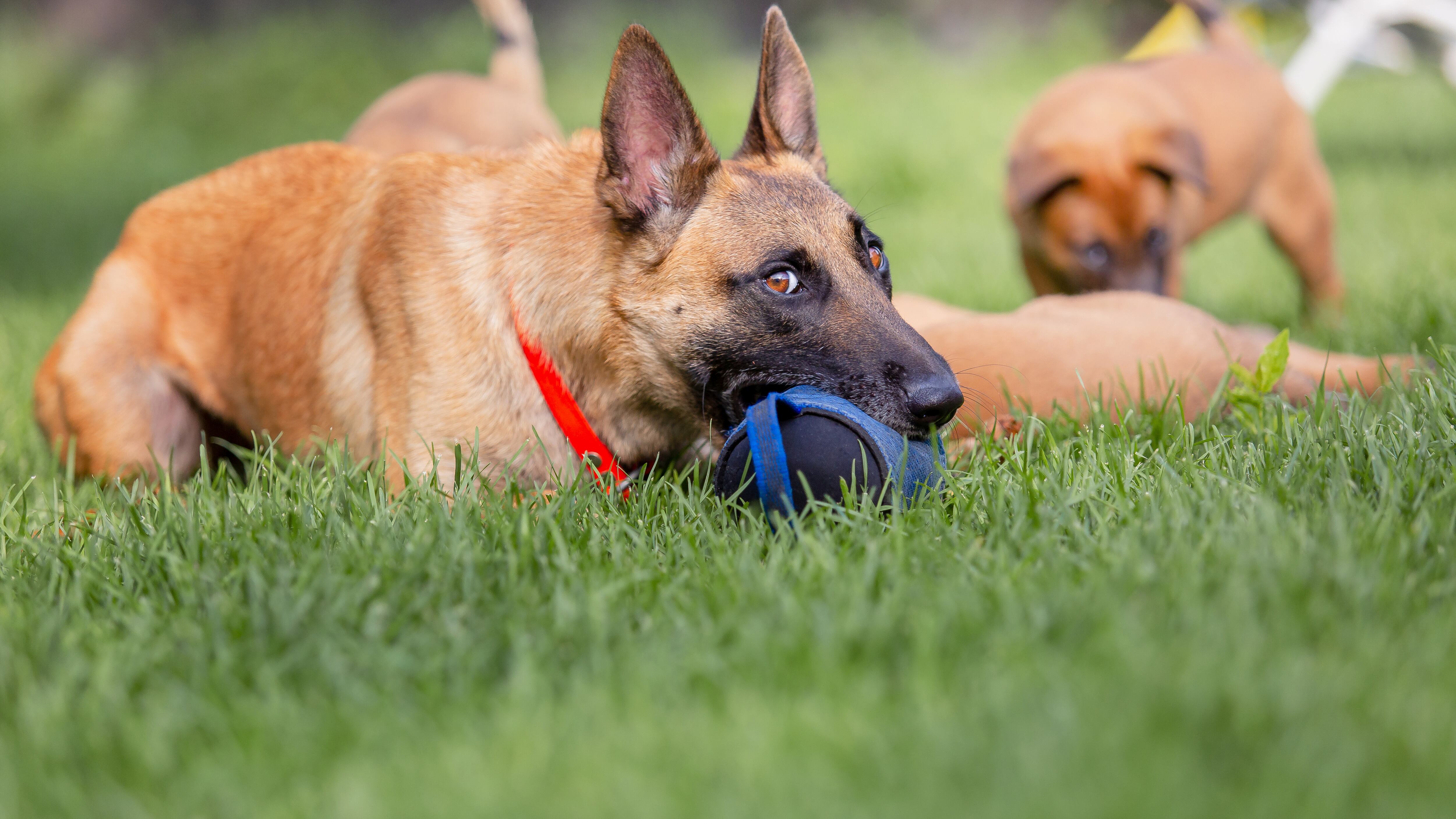 Juguetes para perros