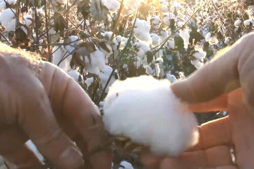 El algodón es protagonista en la moda colombiana