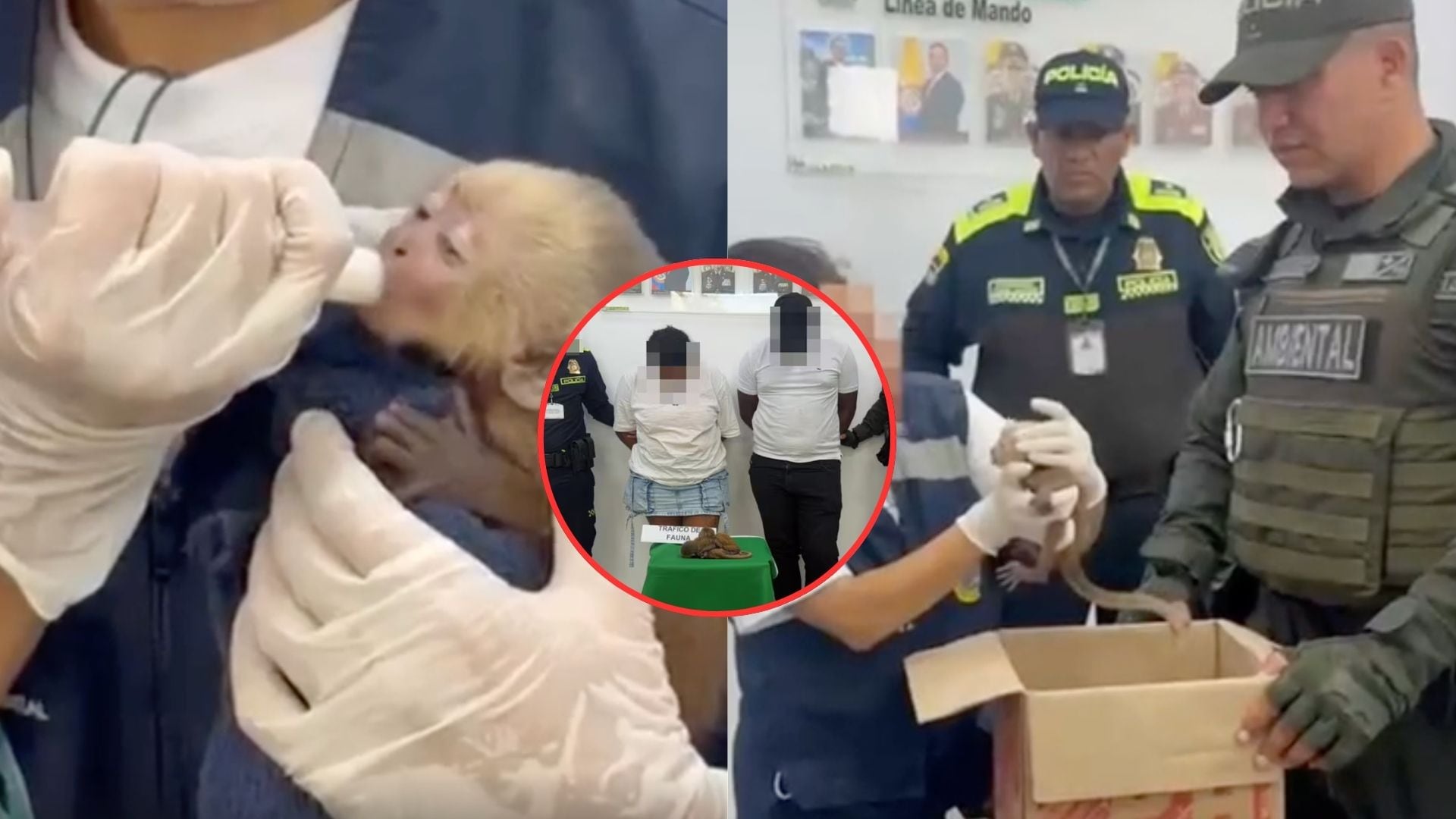 Tráfico de primates en el Aeropuerto de Cartagena deja un mono muerto