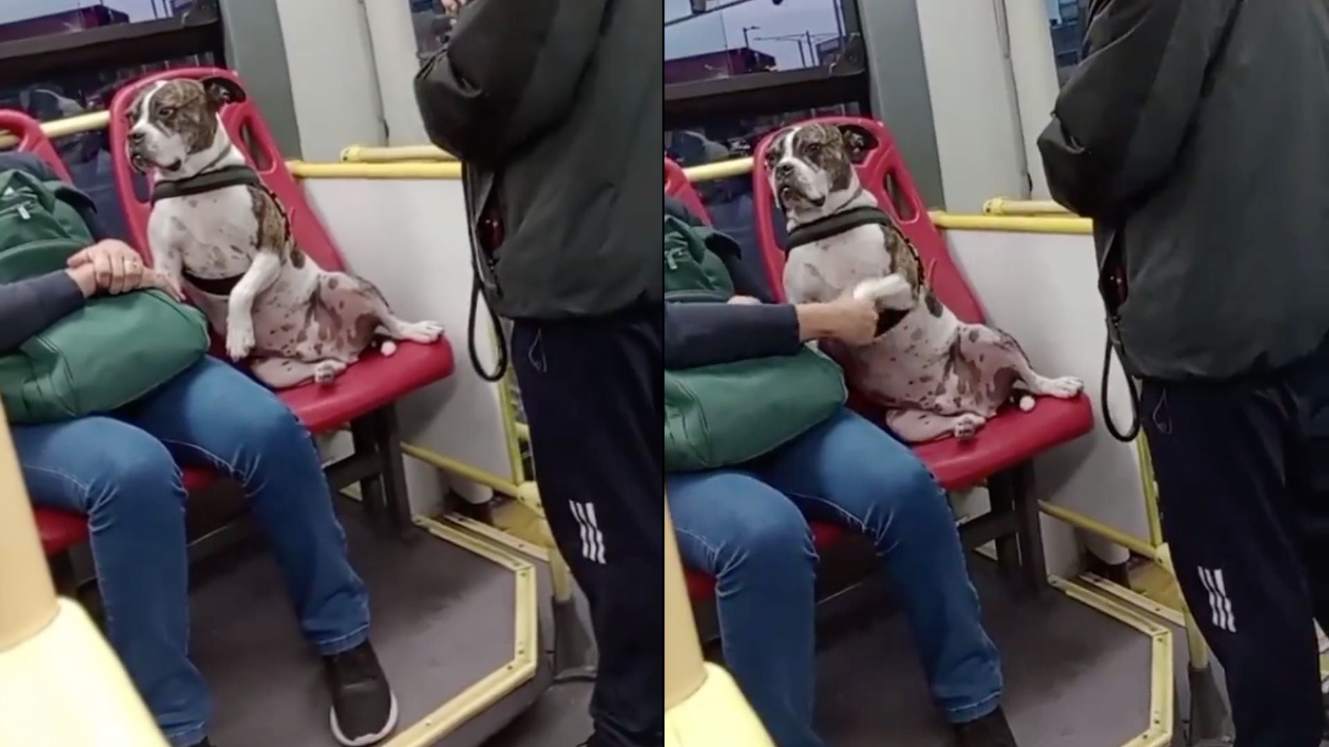 El pasajero le cedió el puesto al perrito en Transmilenio.