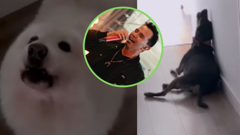 Perro de Jhonny Rivera le hace pataleta