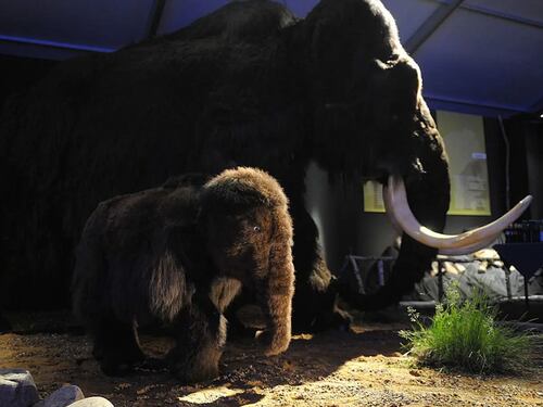 Un proyecto de renacimiento pretende traer de vuelta a una cría de mamut en 2027
