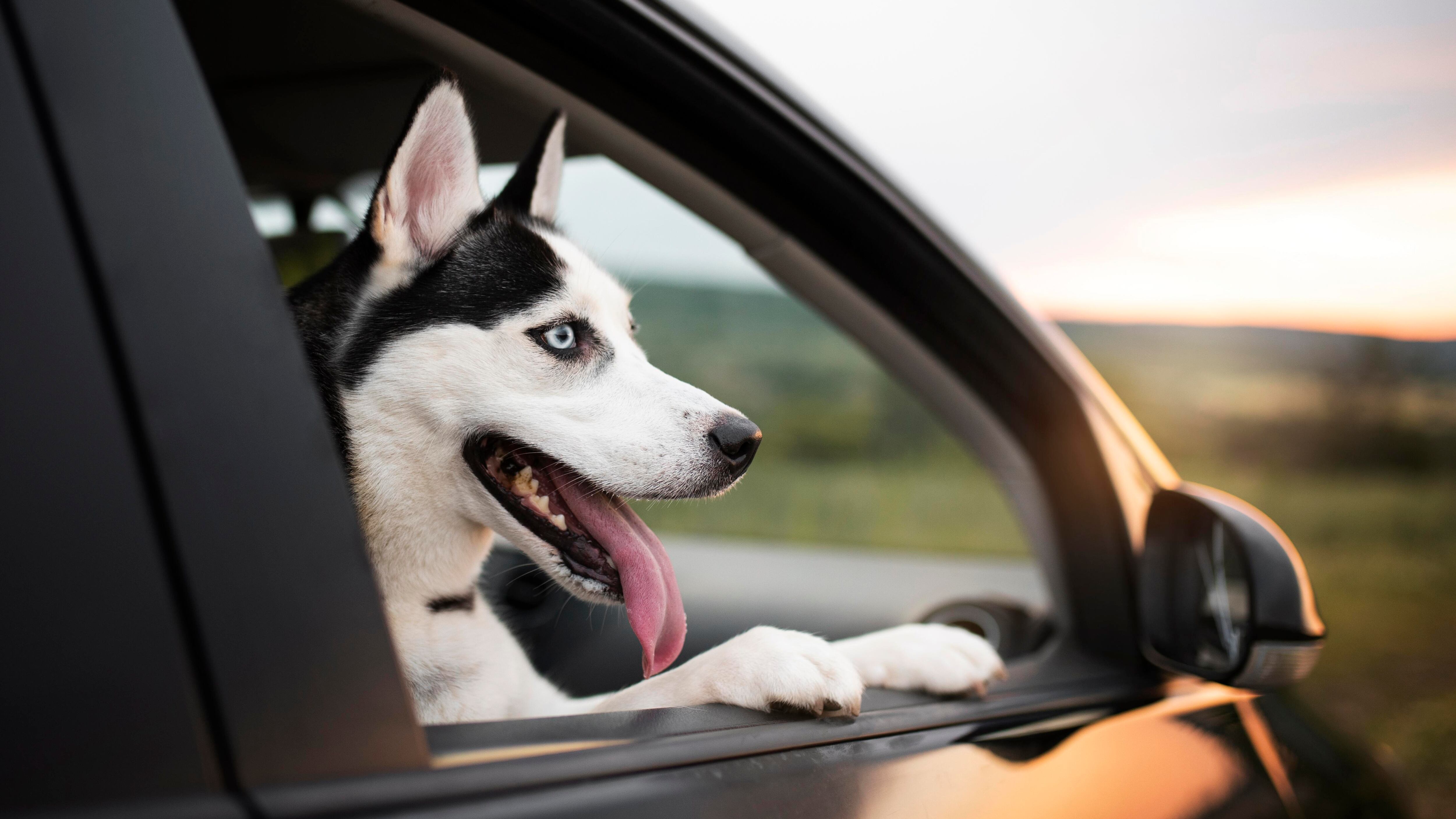 Conductor borracho pone perro al volante