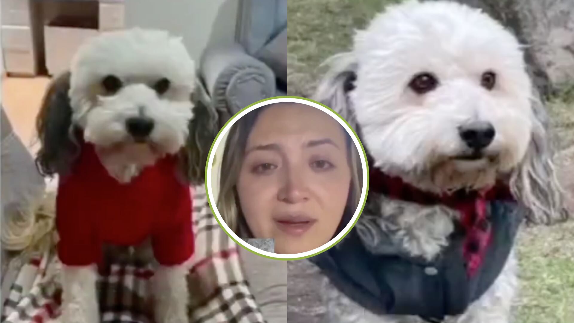 Una familia fue encañonada con armas de fuego y les robaron el carro con el perro adentro: ruegan que se lo devuelvan