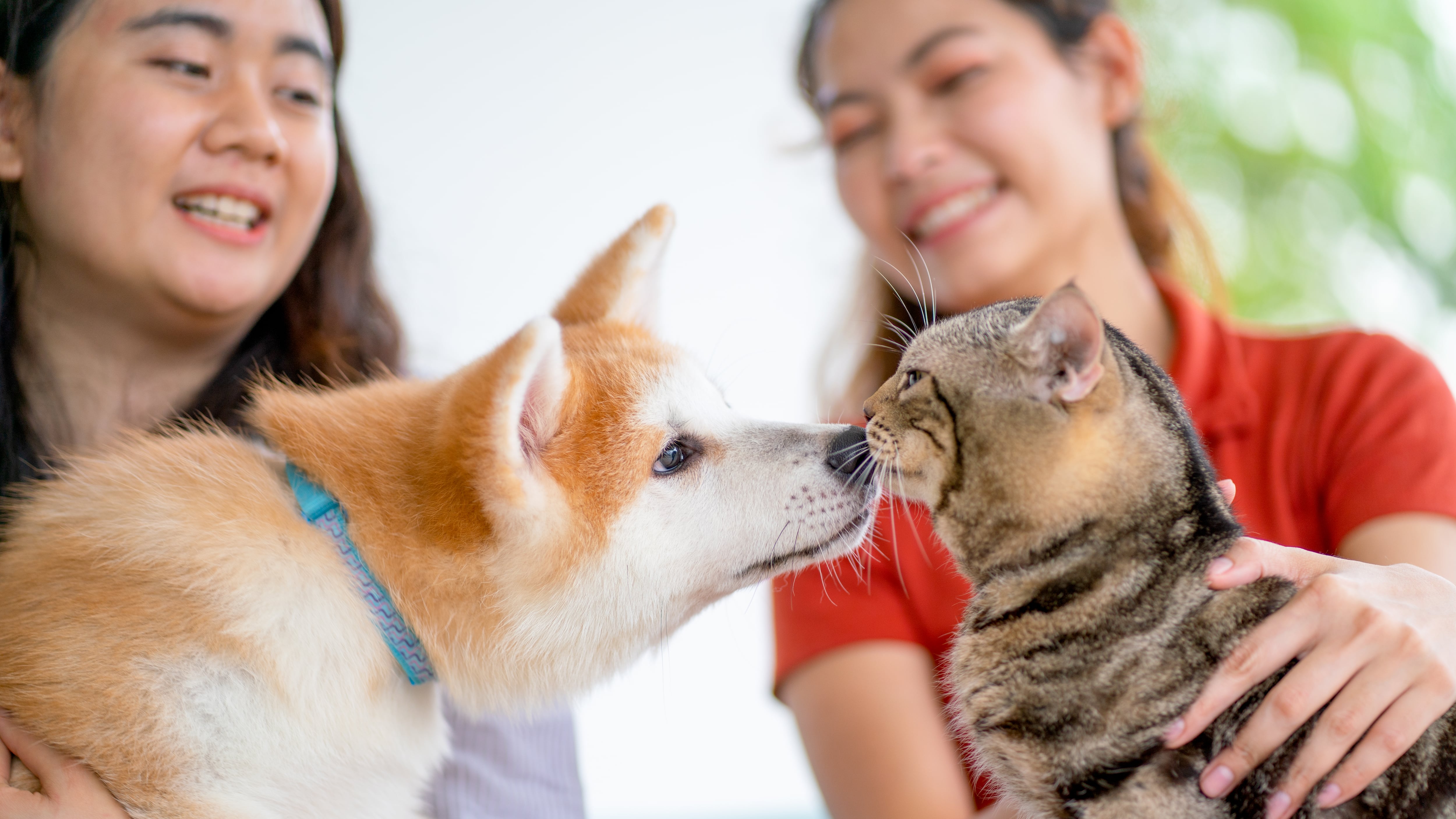 Descubre qué compañero se adapta a tu estilo de vida.