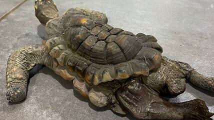 Foto del rescate de una tortuga morrocoy en Medellín.