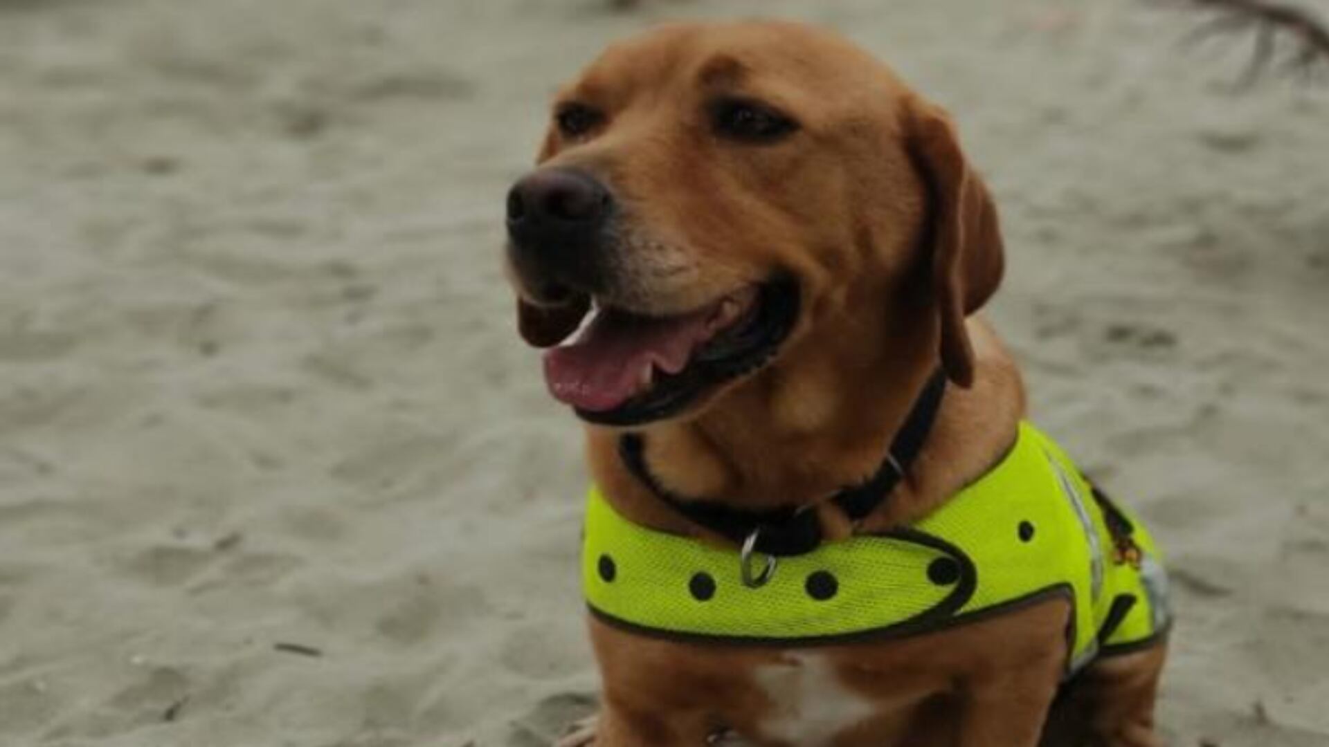 ¿Quién es Mantra, la perrita que estará buscando compradores de votos en las elecciones regionales?