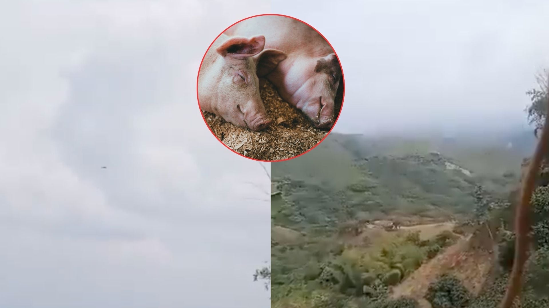 Archivo: Redes sociales y Pexels