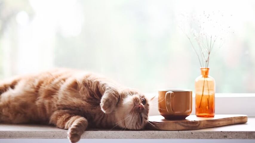 El gatito también quería su snack navideño