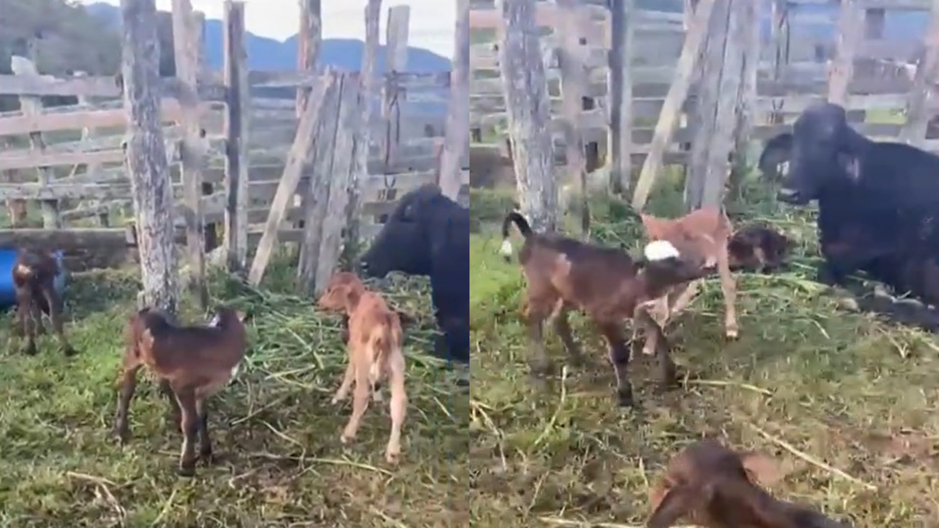 Vaca tuvo cuatrillizos