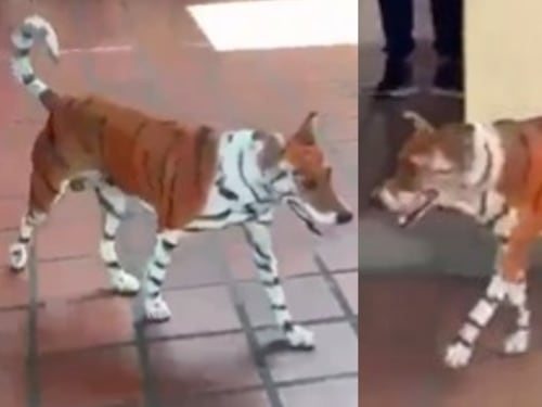 Indignación por perrito pintado con las rayas de un tigre en alusión a campaña de Abelardo de la Espriella: denuncian maltrato animal