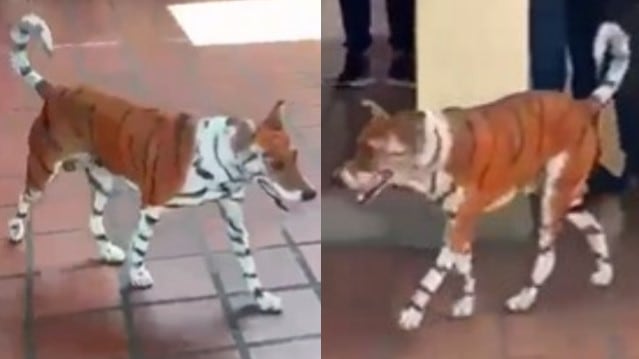 Polémica en Barranquilla por perro pintado con rayas de tigre: piden sanciones y protección para el animal.