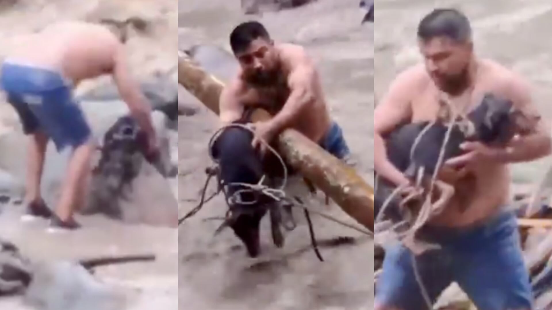 Un hombre arriesgó su vida para rescatar a un perrito atrapado en medio de una corriente en Tolima