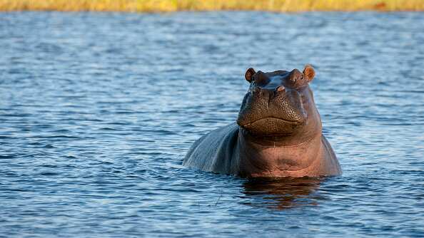 Hipopótamo