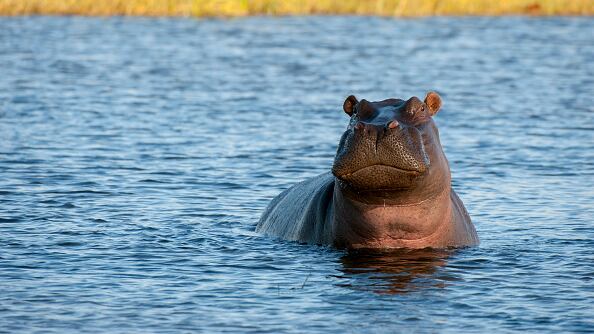 Hipopótamo
