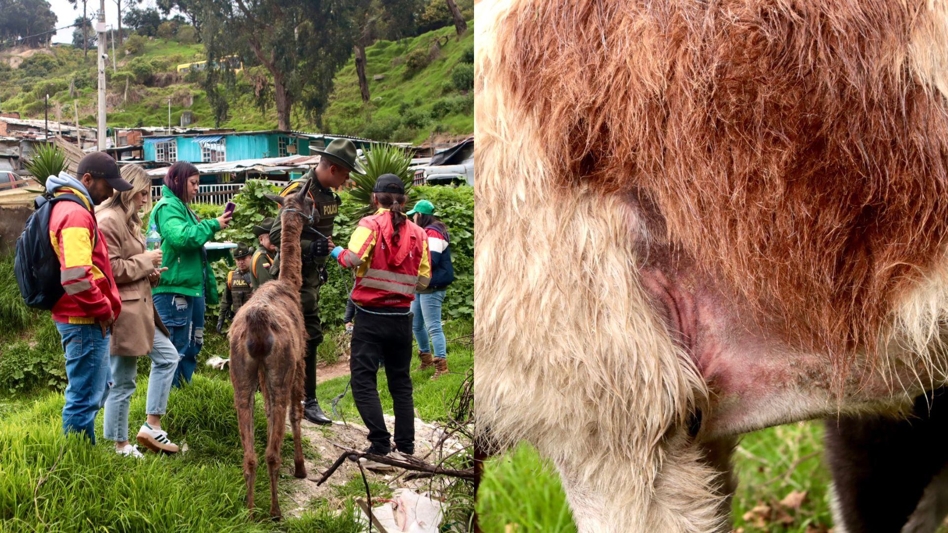 Llamas usadas para fotos turísticas