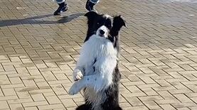 En el trabajo, en el hogar, de compras y más, el 'Drop Challenge' tiene más auge con solo agacharse repentinamente mientras miran a la cámara