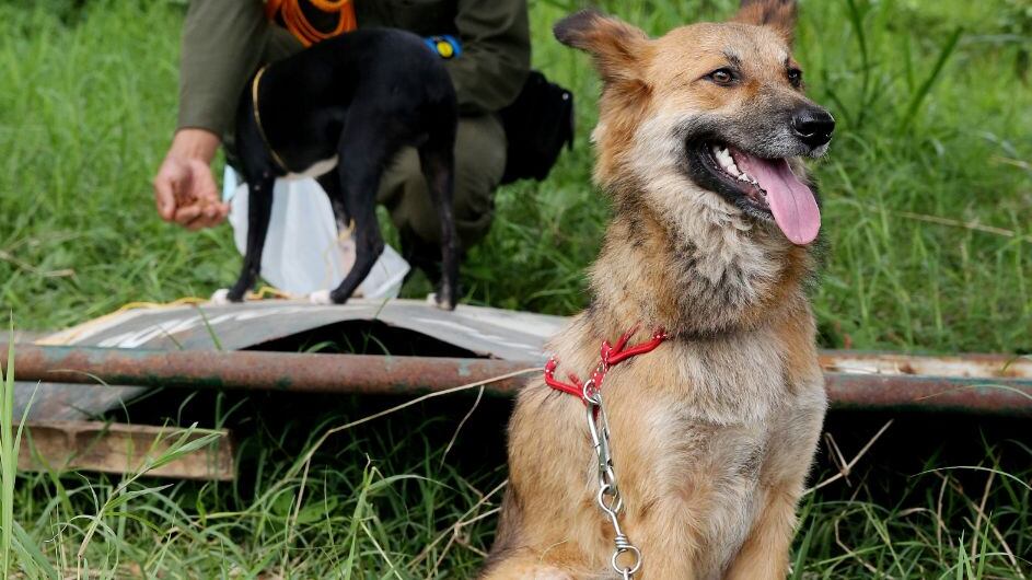Perro salvó a mujer luego de la tragedia en Mocoa