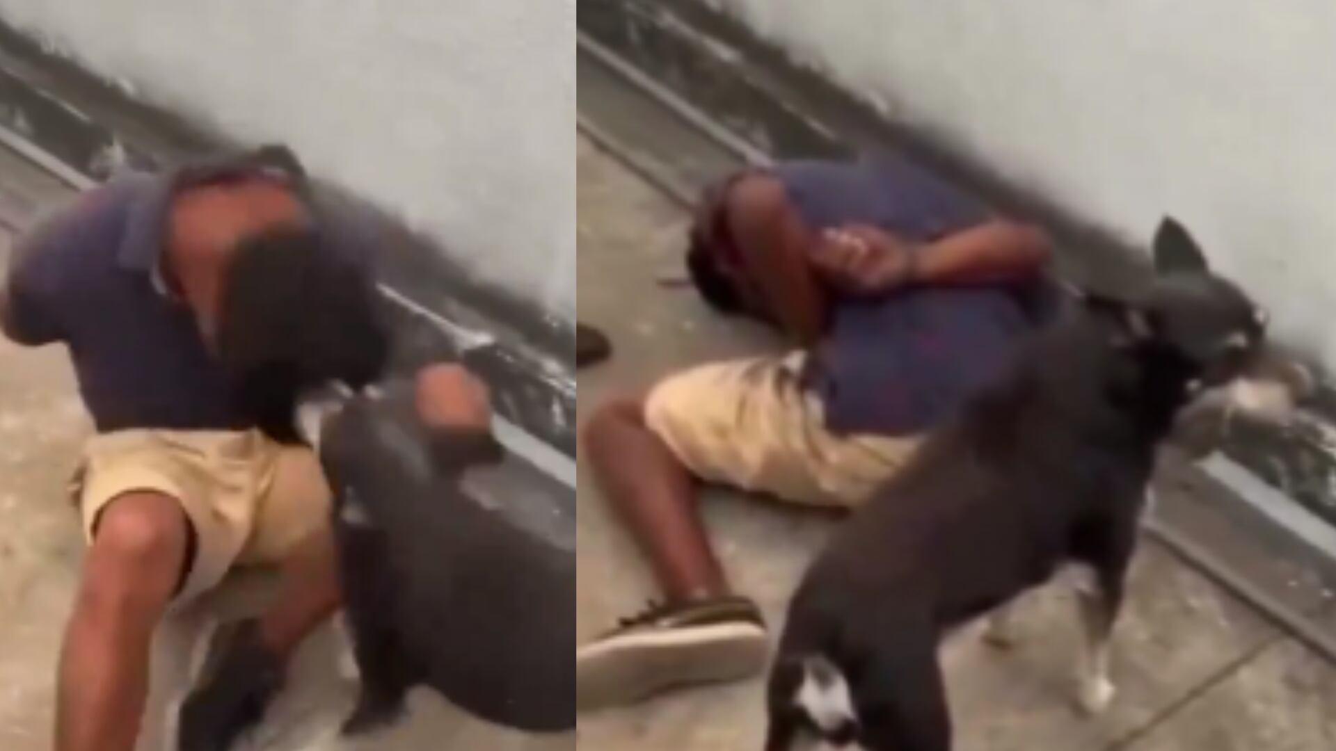 Perro se hace viral por darle lección justiciera a un presunto delincuente.