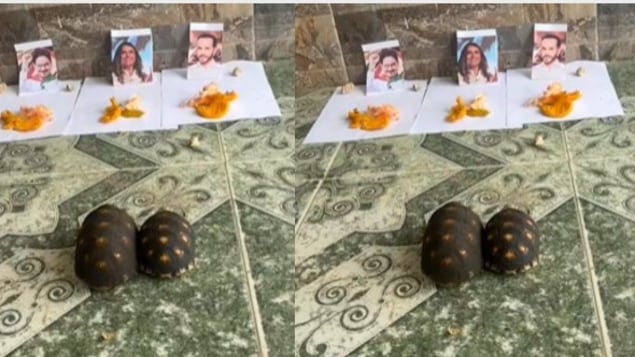 ortuga de la suerte se vuelve viral al elegir candidato como próximo presidente de Colombia