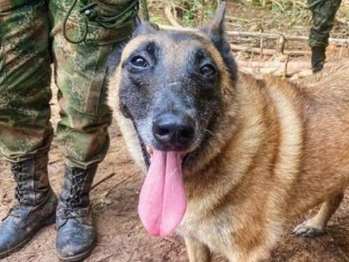 Mujer que habla con animales muestra las condiciones para que regrese perrito Wilson de la selva