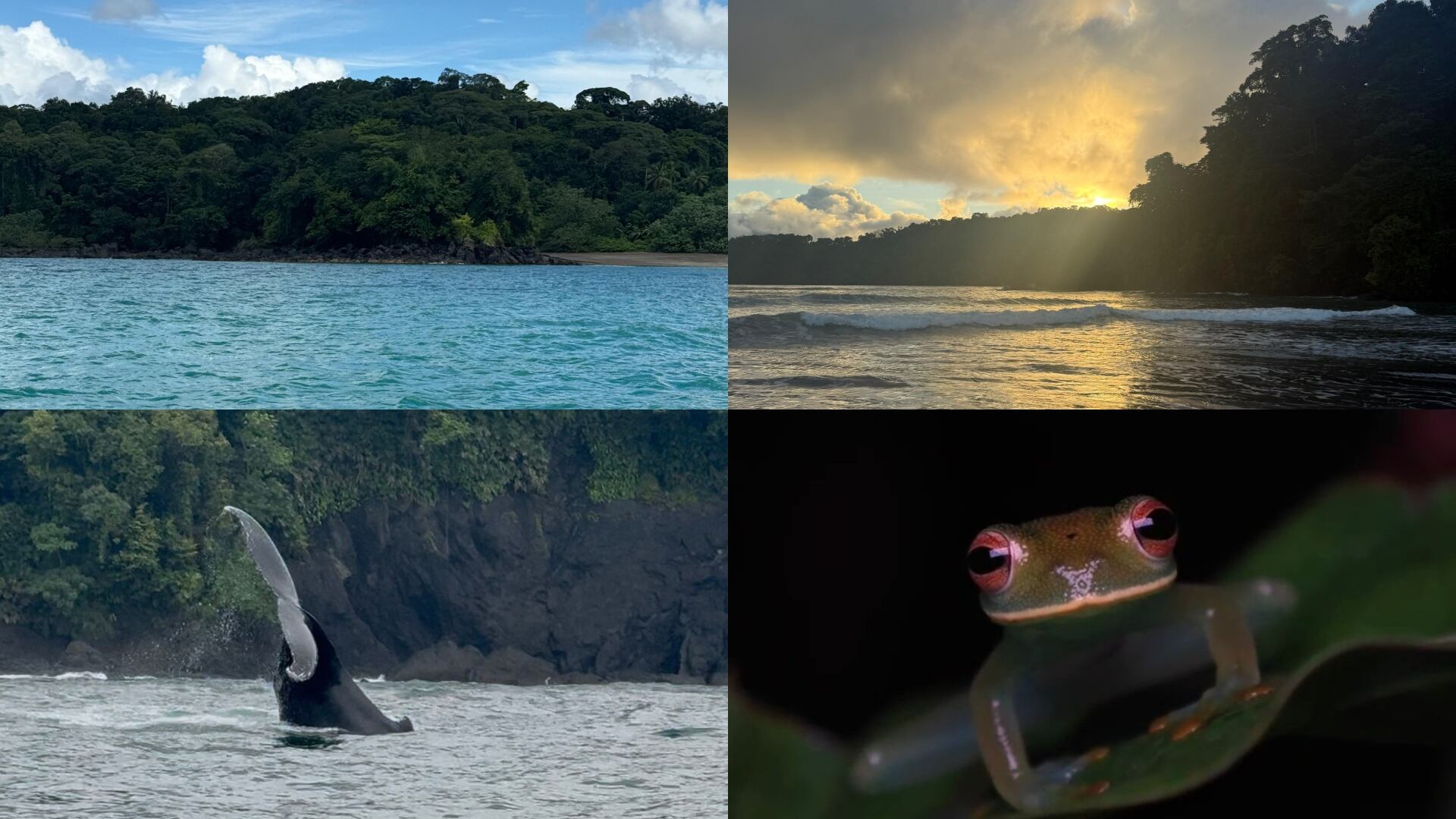 Descubra la belleza natural de Nuquí (Fotos de archivo y foto de la rana de cristal por @nuquiherping)
