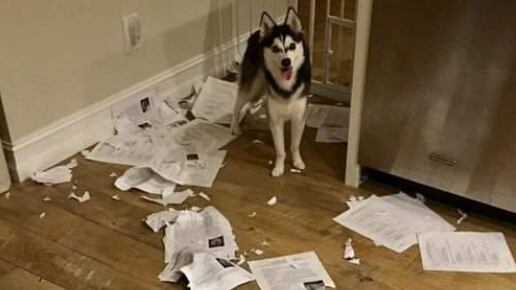 El perro se "comió" la tarea de los alumnos