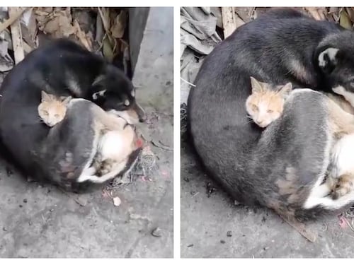 Captan a perrito y gatito abrazados al quedar solos tras terremoto