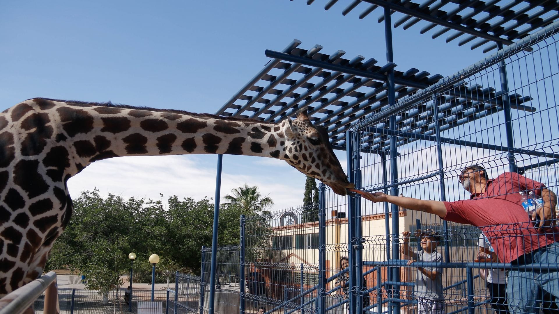 Profepa analiza cuál sería futuro de jirafa Benito en Ciudad Juárez