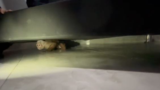 Mono capuchino encontrado en una casa en Bello.