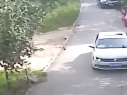 Mujer es atacada por tigre luego de bajar de su auto en un safari