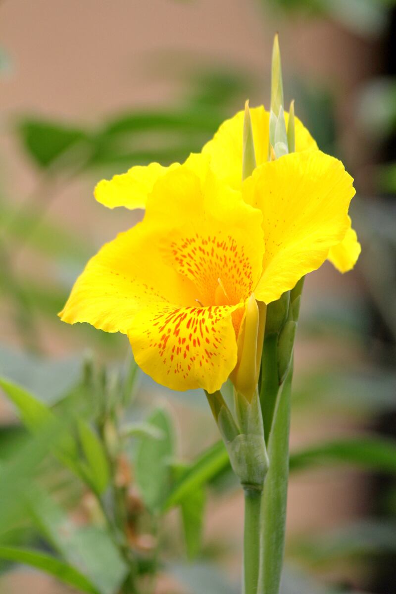 En Cali inaugurarán el Jardín Botánico de Cali, un espacio que reúne la vegetación y la flora del Valle del Cauca.